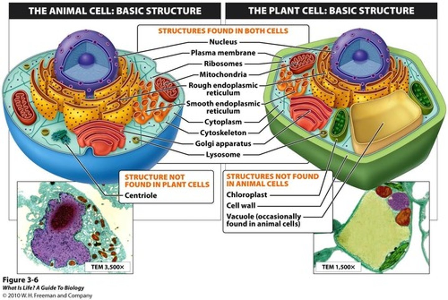 <p>Plant cells have chloroplasts, a vacuole, and a cell wall made of cellulose and lignin.</p>