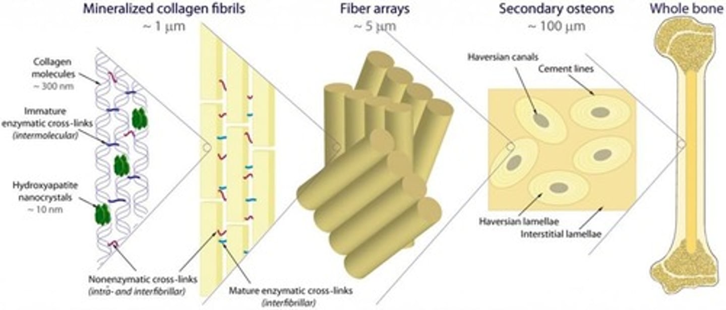 <p>Similar to reinforced concrete, consisting of collagen fibers (steel rods) and hydroxyapatite (cement).</p>