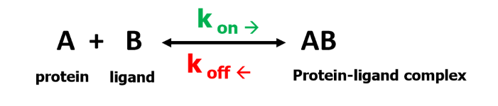 <p>Kon and Koff are rates of the — and — rxns that create/breakdown protein ligand complex</p>