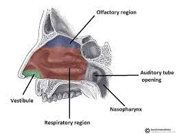 <p>the area/region relating to the nose (or nasal cavity)</p>