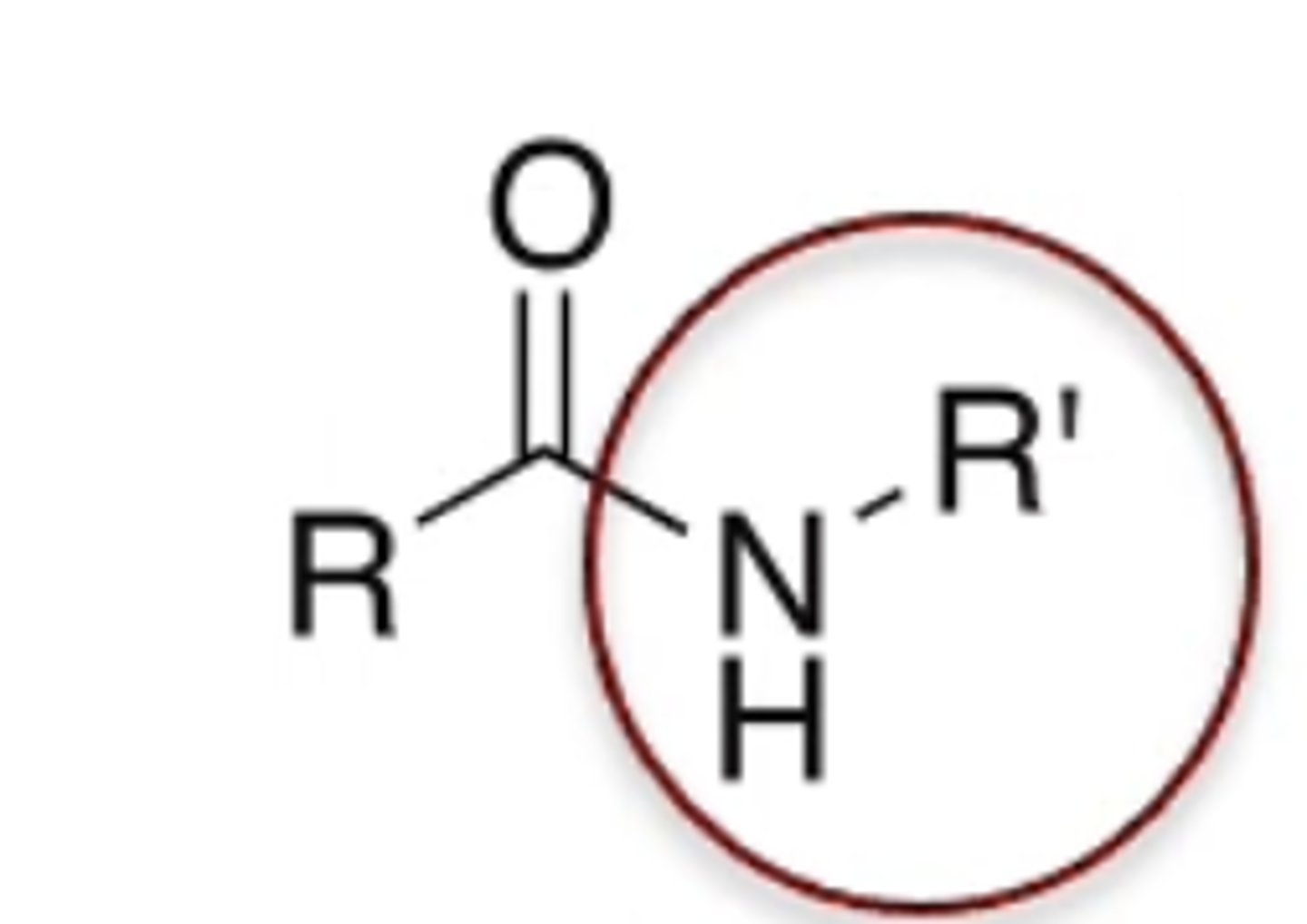 <p>N with Hs or Rs bonded to the C</p>