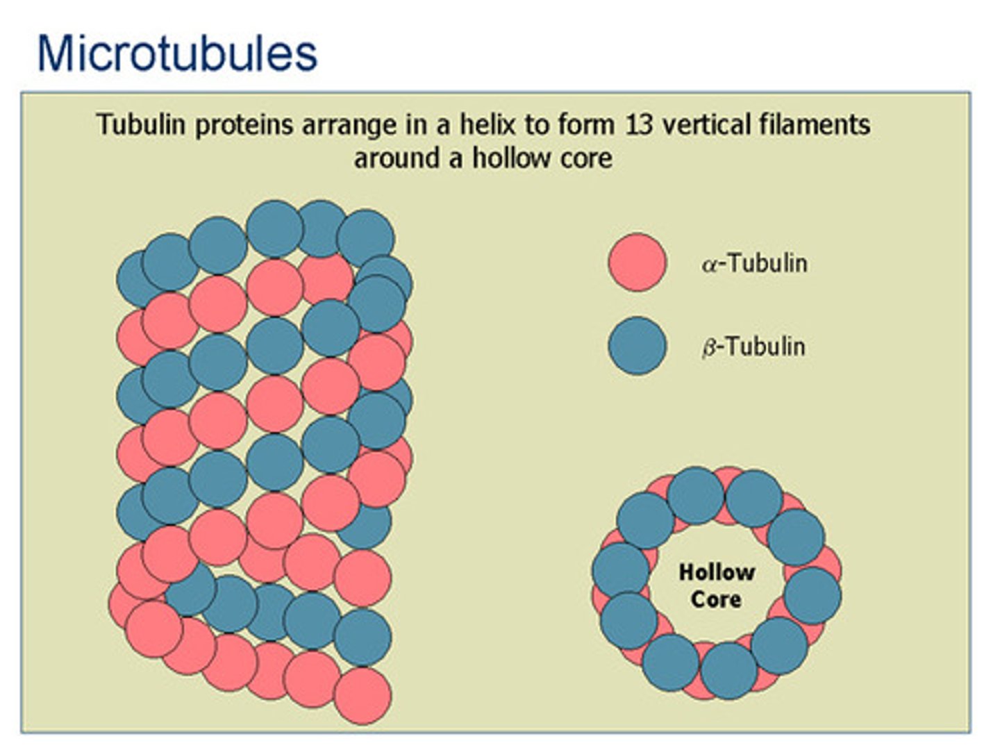 <p>microtubules:</p><p>1. alpha and beta tubulin</p><p>2. forms dimers, sheets, then LARGE tubes</p><p>3. intracellular transport, cilia, flagella, mitotic spindle in mitosis/meiosis</p><p>4. can quickly polymerize/depolymerize</p><p>5. kinesin and dynein motor proteins</p><p>microfilaments:</p><p>1. actin, branching from centrosome</p><p>2. two actin fibers twist together to form SMALL tubes</p><p>3. muscle contraction (myosin, troponin, Ca2+), cytokinesis, adherent and tight junctions</p><p>4. some cell mobility</p><p>5. myosin motor protein</p><p>intermediate filaments:</p><p>1. different proteins</p><p>2. MEDIUM tubes</p><p>3. structure</p><p>cilia/flagella have 9 pairs of microtubules on outside, 1 pair in the middle, all connected with dynein to wiggle</p>