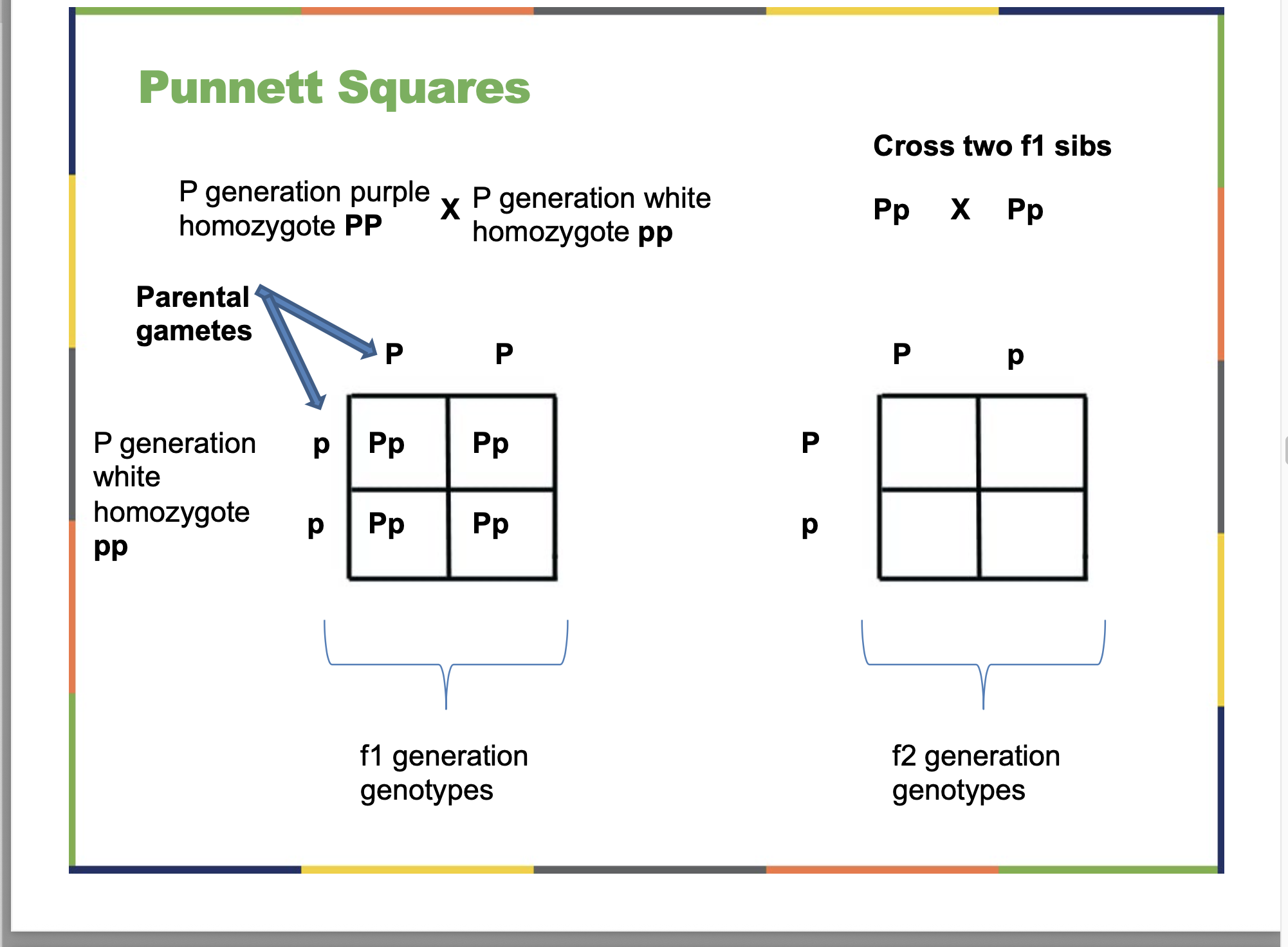 <ul><li><p><strong>simple diagram</strong><span><span> used to </span></span><strong>predict the possible genetic outcomes</strong><span><span> (genotypes and phenotypes) of a cross between two parents.</span></span></p></li><li><p><span><span>It shows all the ways </span></span><strong>alleles</strong><span><span> from each parent can </span></span><strong>combine</strong><span><span> in their offspring .</span></span></p></li></ul><p><strong>Example (Mendel’s Pea Plants – Flower Color):</strong></p><p>Parent 1 = <strong>Pp</strong> (purple)<br>Parent 2 = <strong>Pp</strong> (purple)</p><table style="min-width: 75px;"><colgroup><col style="min-width: 25px;"><col style="min-width: 25px;"><col style="min-width: 25px;"></colgroup><tbody><tr><th colspan="1" rowspan="1"><p></p></th><th colspan="1" rowspan="1"><p><strong>P</strong></p></th><th colspan="1" rowspan="1"><p><strong>p</strong></p></th></tr><tr><td colspan="1" rowspan="1"><p><strong>P</strong></p></td><td colspan="1" rowspan="1"><p><strong>PP</strong></p></td><td colspan="1" rowspan="1"><p><strong>Pp</strong></p></td></tr><tr><td colspan="1" rowspan="1"><p><strong>p</strong></p></td><td colspan="1" rowspan="1"><p><strong>Pp</strong></p></td><td colspan="1" rowspan="1"><p><strong>pp</strong></p></td></tr></tbody></table><p><strong>Results:</strong></p><ul><li><p><strong>Genotypes:</strong> 1 <strong>PP</strong>, 2 <strong>Pp</strong>, 1 <strong>pp</strong></p></li><li><p><strong>Phenotypes:</strong></p><ul><li><p>3 <strong>purple</strong> (PP or Pp)</p></li><li><p>1 <strong>white</strong> (pp)</p></li></ul></li></ul><p>Ratio → <strong>3:1</strong></p>