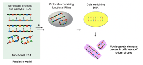 - most likely to have happened
- viruses evolved after cells from components of cells capable of exiting the cell
- viruses evolved several times