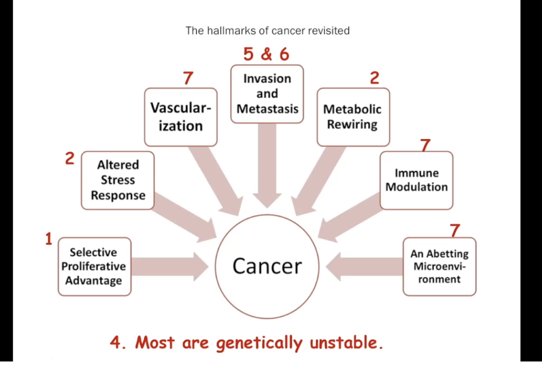 <ol><li><p>disregard external and internal signals</p></li><li><p>altered responses to apoptotic signals </p></li><li><p>they get around limitations on proliferation→example: gets passed replicative senescence</p></li><li><p>genetically unstable. Their DNA can have extra chromosomes, fewer chromosomes, or fused chromosomes</p></li><li><p>They can escape from their home tissues and be invasive</p></li><li><p>Some can survive and proliferate in foreign sites (known as metastasizing and is not an easy process),</p></li><li><p>Many induce help from nearby cells (angiogenesis) and modify nearby cells</p></li></ol><p></p>