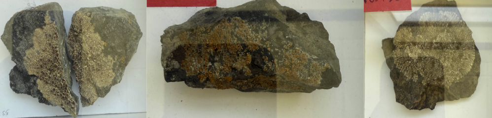 <p>What type of lichen is this<br>(crust-like, cannot be removed from substrate in one piece)</p>
