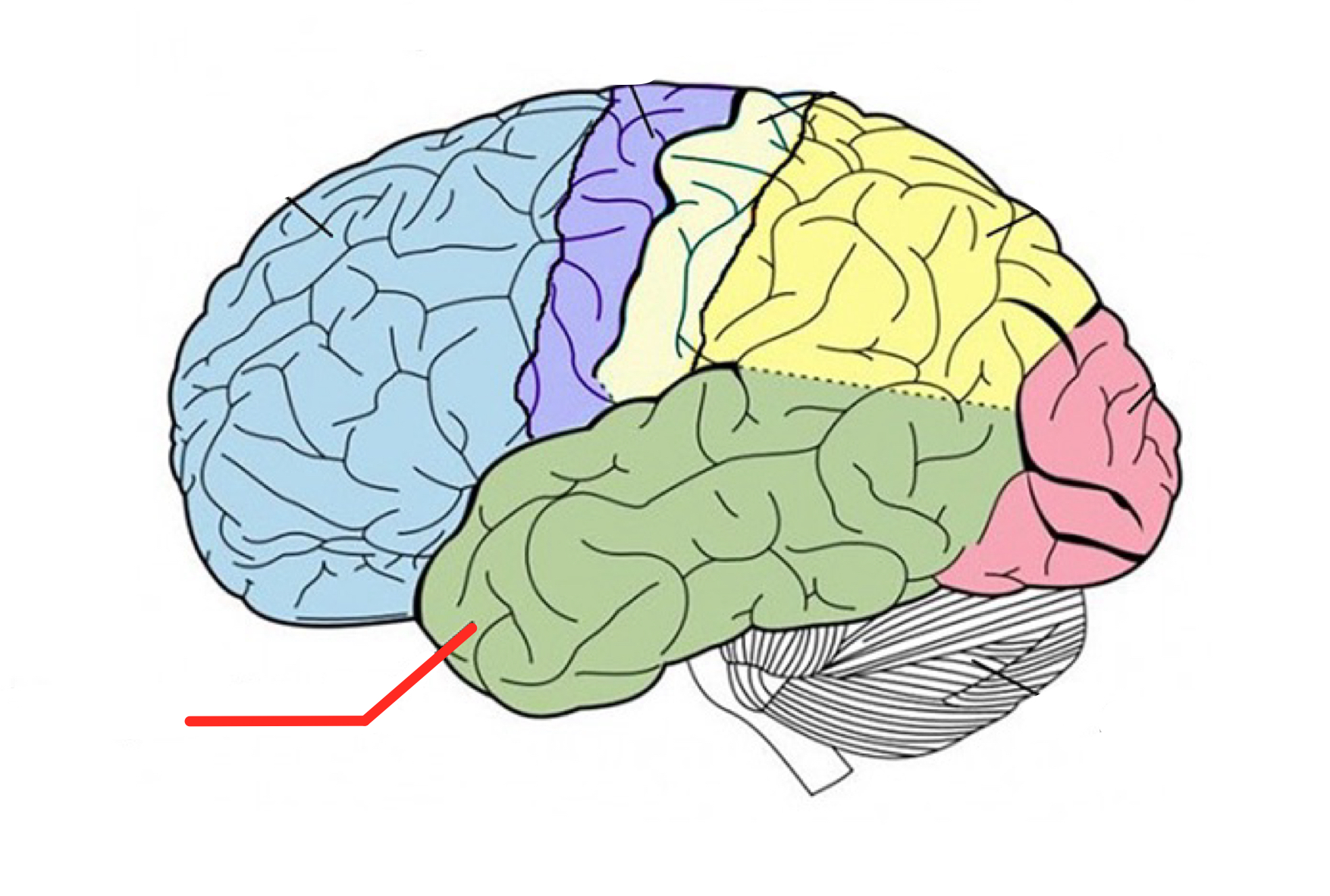 <p>Lower part of cerebral cortex that plays roles in hearing, understanding language, and memory</p>