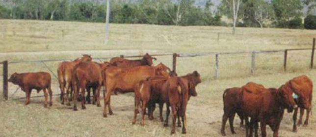 <p>Do these cows receive phosphorus supplement? </p>