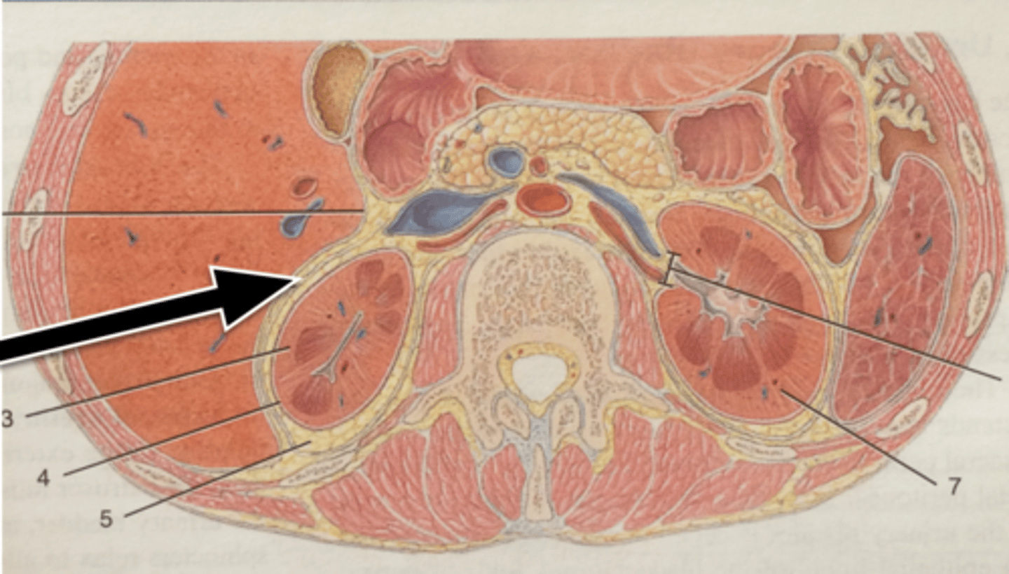 <p>Identify this urinary system structure.</p>