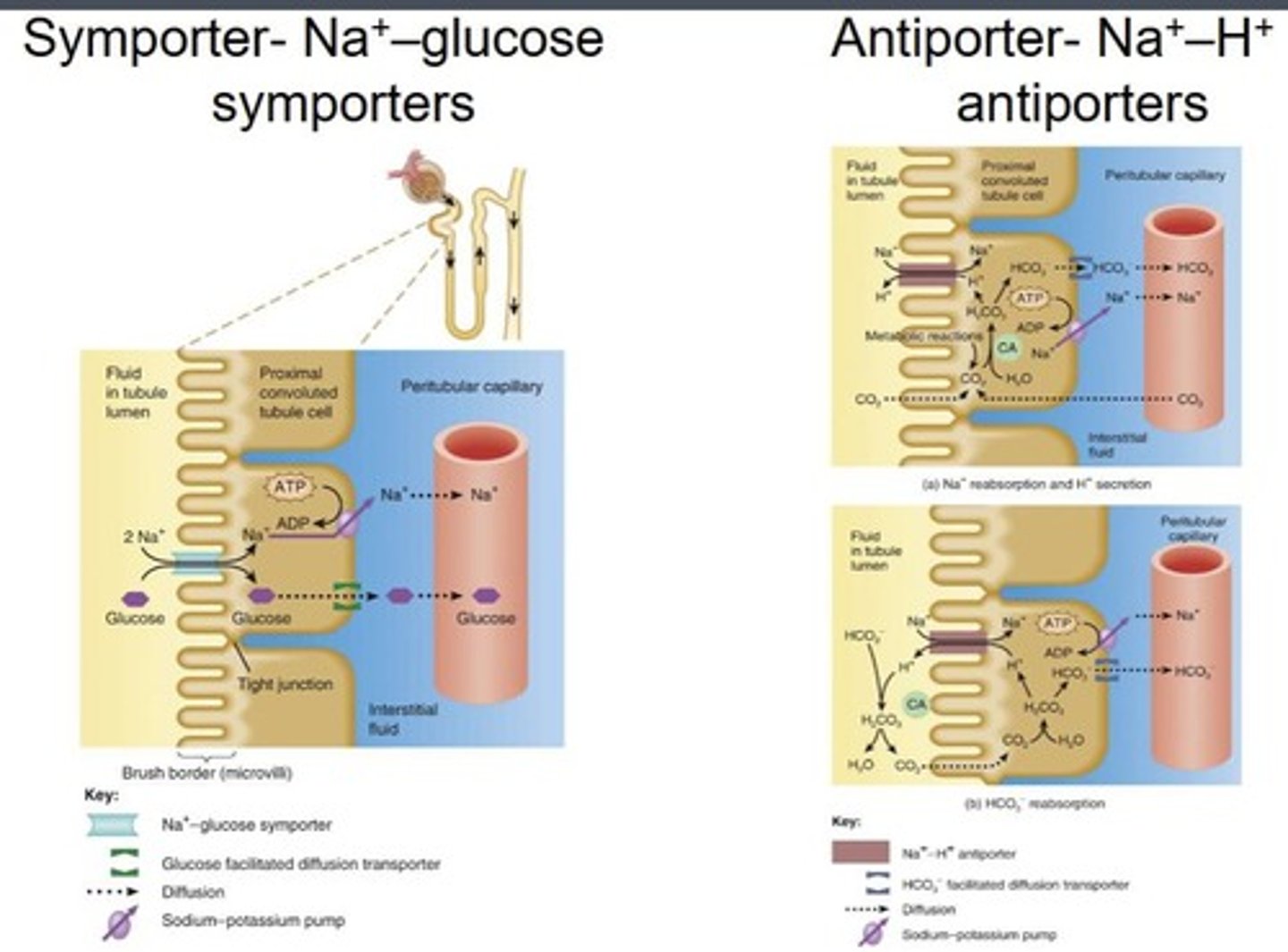 <p>Regulation of blood volume H2O.</p>