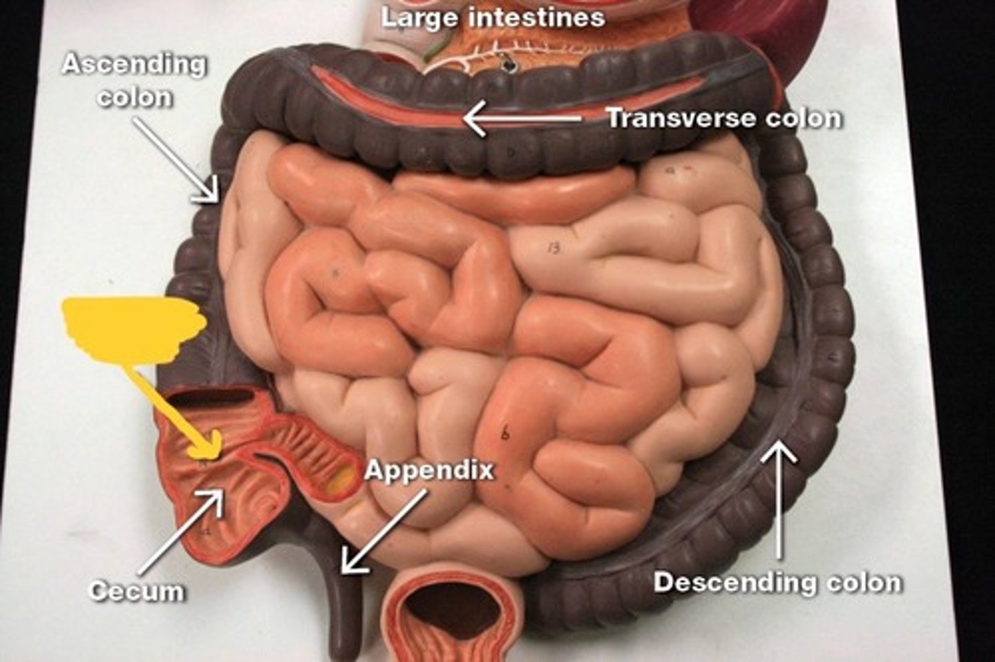 knowt flashcard image