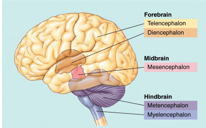 <ul><li><p>Hindbrain</p></li><li><p>Midbrain</p></li><li><p>Forebrain</p></li></ul><p></p>