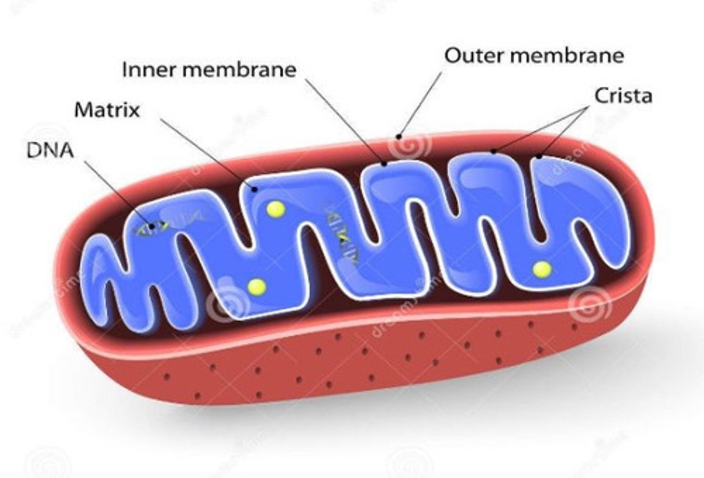 <p>-Powerhouse of the cell<br>-the site of ATP (energy) production through cellular respiration <br>-animals have more than plants as plants only use them at night</p>