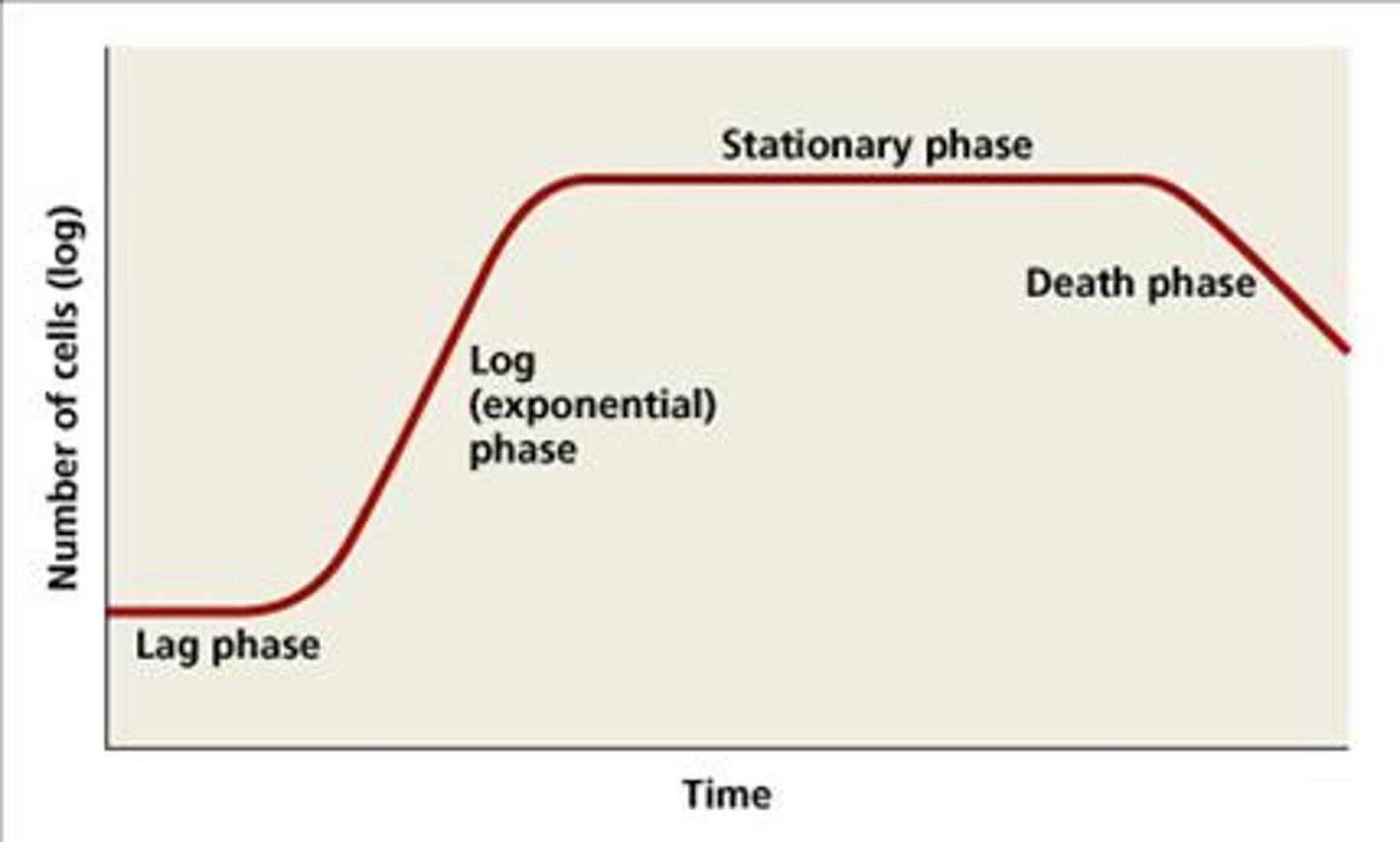 <p>lag phase</p><p>exponential phase</p><p>stationary phase</p><p>death phase</p>