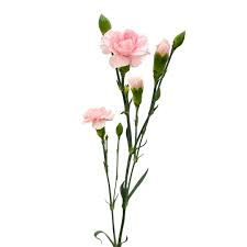 <p>What plant is this? (Name, Genus)</p>