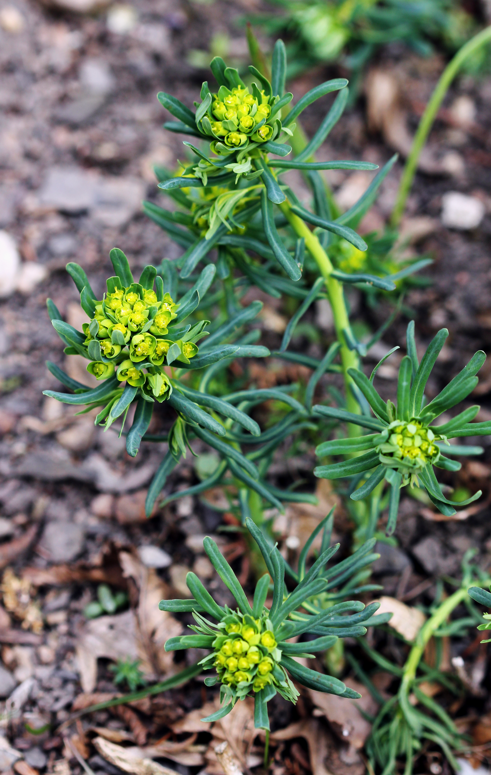 <p>pryšec chvojka<span>, e</span>uphorbia cyparissias</p>