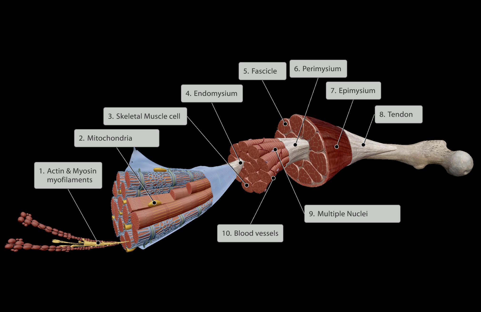 <p>Levels of the Muscle Belly (Inner to Outer):</p><ol><li><p><strong><em>Actin &amp; Myosin myofilaments</em></strong> within skeletal muscle cell</p></li><li><p><strong><em>Skeletal Muscle cell</em></strong></p></li><li><p><strong><em>Endomysium</em></strong> - Connective tissue surrounding skeletal muscle cell</p></li><li><p><strong><em>Fascicle</em></strong> - Groups of skeletal muscle cells each wrapped in endomysium</p></li><li><p><strong><em>Perimysium</em></strong> - Connective tissue surrounding each fascicle</p></li><li><p><strong><em>Epimysium</em></strong> - Connective tissue surrounding all fascicles in muscle belly</p></li><li><p><strong><em>Tendon</em></strong> - Joining point of all inner connective tissue (endomysium, perimysium, epimysium) that links muscle to bone.</p><p>a. Dense fibrous regular connective tissue.</p><p>b. Links muscle directly into bone</p></li></ol><p></p><p><strong><em><mark data-color="blue" style="background-color: blue; color: inherit;"><u>All muscle is highly vascularised, however the tendons at the end of muscles have less blood supply.</u></mark></em></strong></p>