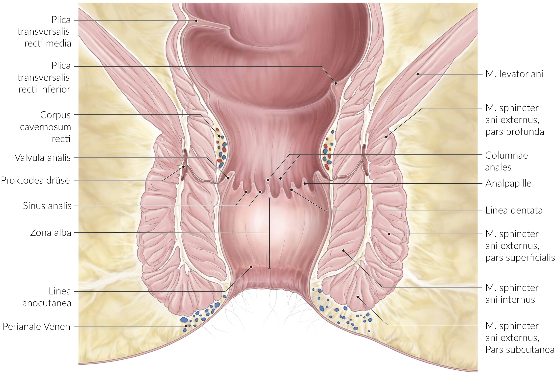 <p>B. Anal pecten (Pecten analis)</p>