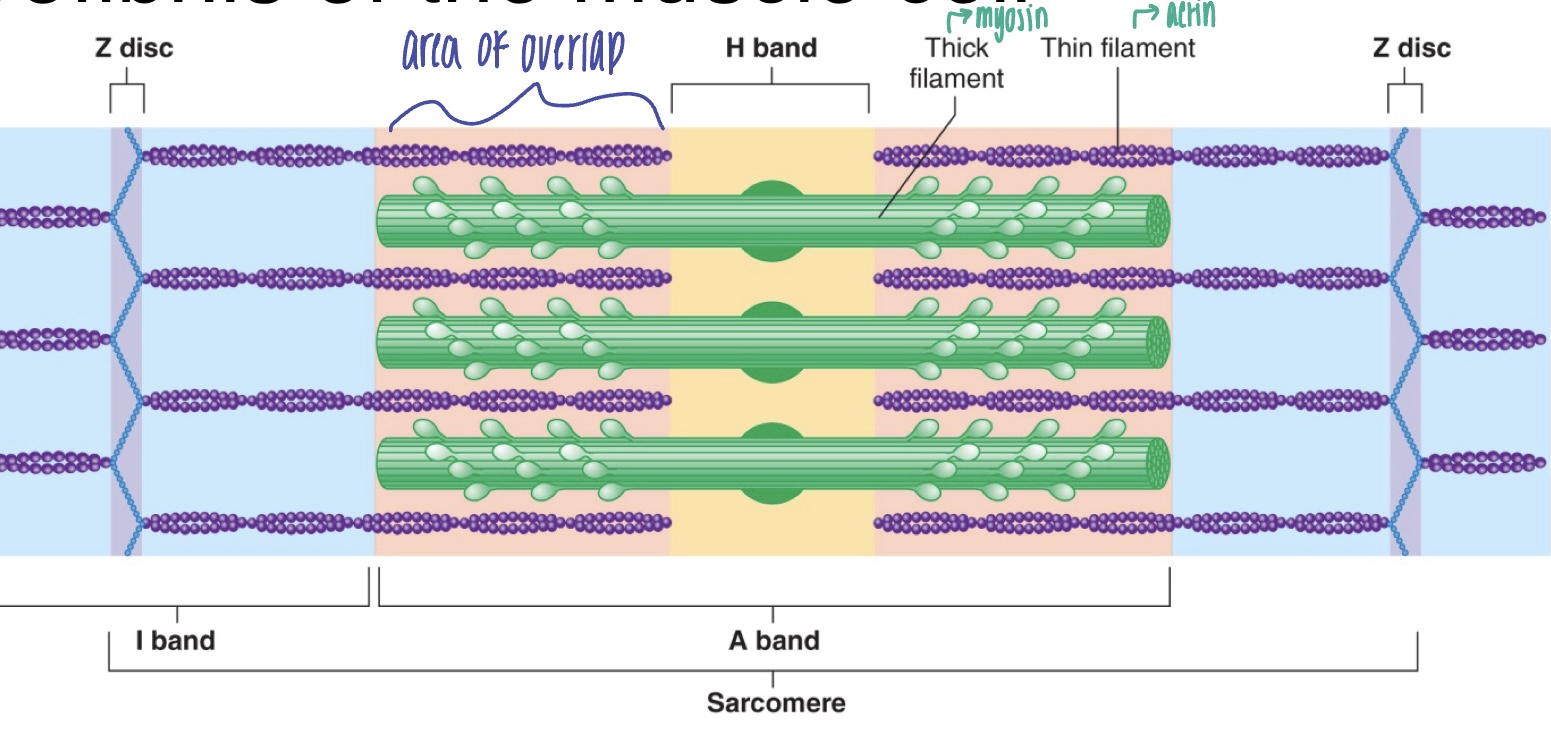 <p>where there is overlap of both myosin (thick filaments) and actin (thin filaments)</p>