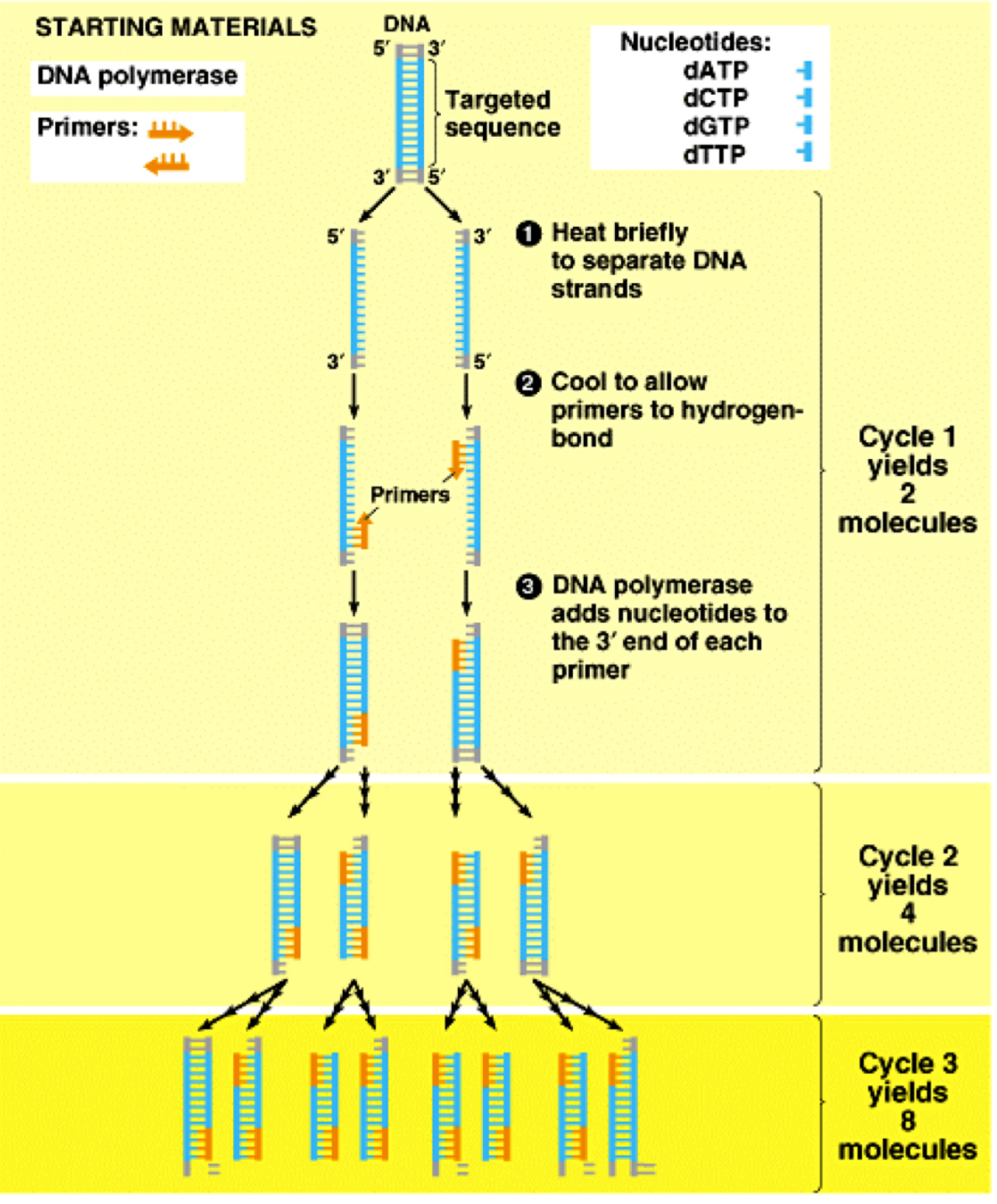 <ol><li><p>DNA is <strong>denatured</strong> by heating to 95˚C to break H bonds between the strands exposing the bases</p></li><li><p><strong>Primers</strong> are added. Can be made into complementary base sequences found either side of the desired DNA sequence so that only that section is copied&nbsp;</p></li><li><p>Primers<strong> anneal</strong>&nbsp;when the temperature is cooled (~65˚C), as they base pair with the complementary sequence on the template strand </p></li><li><p><strong>Taq polymerase </strong>and free activated DNA nucleotides are added. Taq polymerase can bind to the double stranded section provided by the primer. </p></li><li><p>Elongation - taq polymerase moves along the strand adding the nucleotides to create a double stranded DNA molecule (occurs at 72˚C)</p></li><li><p>Once copied, the mixture is heated to 95˚C again to denature DNA strands</p></li></ol><p>Cycle is repeated to produce many of desired DNA </p><p></p>