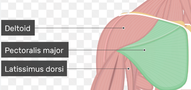 <p>Muscles can’t undo their own actions, only other muscles can. Muscles on opposite sides will oft have opposite functions. Likewise, if muscles are in different compartments, they’ll usually have different functions.</p><p>Ex: Pectoral Major Dorsi will flex, Latissimus Dorsi will extend</p>
