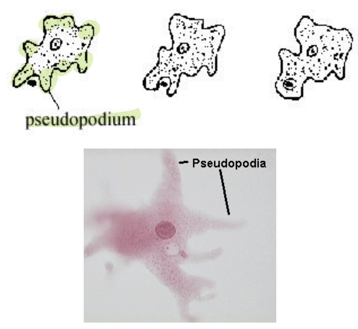 <p>Pseudopodia-using protozoans</p>