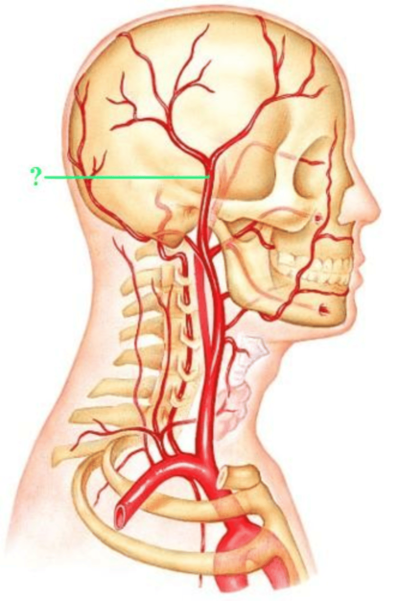 <p>Identify the indicated blood vessel.</p>