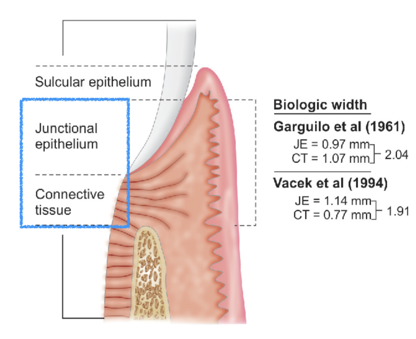 <p>dimension of the soft tissue, that is attached to the portion of the tooth coronal to the crest of the alveolar bone </p>