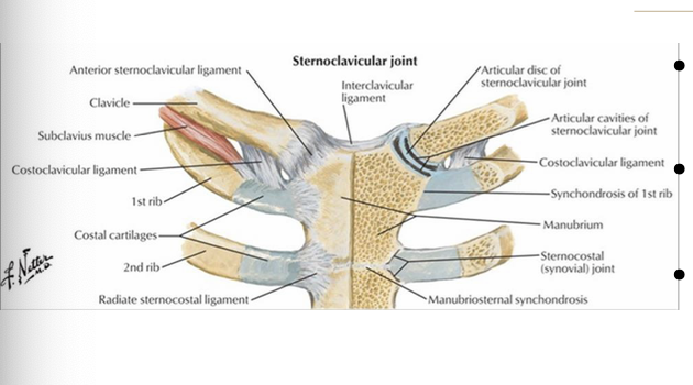 <p>medial supraclavicular nerve and the nerve to subclavius</p>