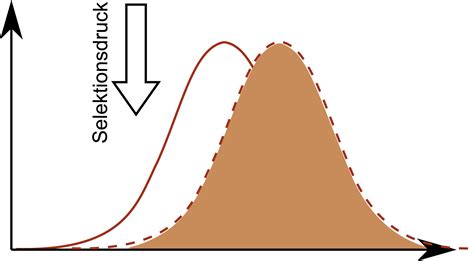 <p>Gerichtete Selektion <span style="color: rgb(0, 0, 0)">→ Richtet sich gegen ein bestimmtes Merkmal → Verschiebung des Verteilmaximus</span></p>