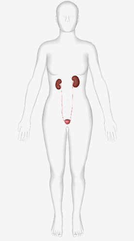 <p>Key structures- Kidney, Bladder, Ureter, and Urethra</p><p>Functions- Eliminates waste from the body; regulates water balance of the blood.</p>