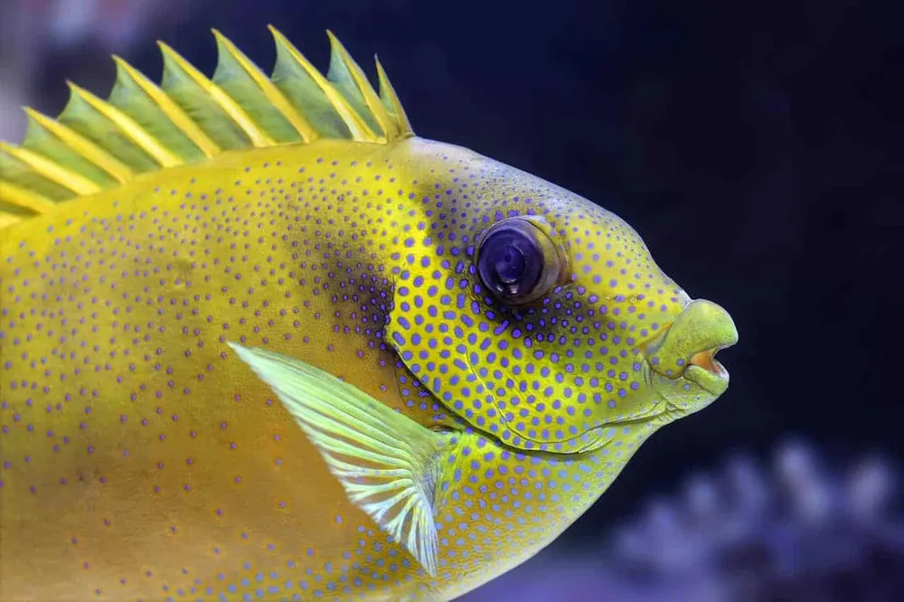 <p>der Fisch, -e</p>