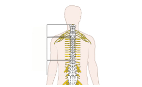 <p>Spinal cord </p>