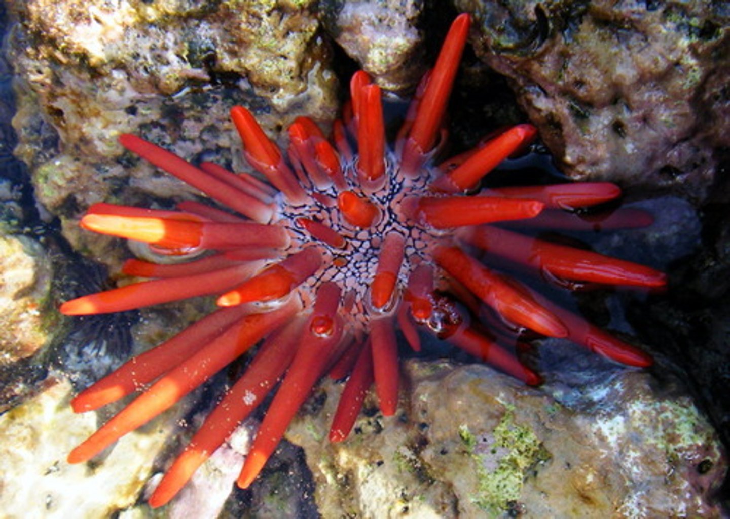 <p>What is the common name of this organism?</p>