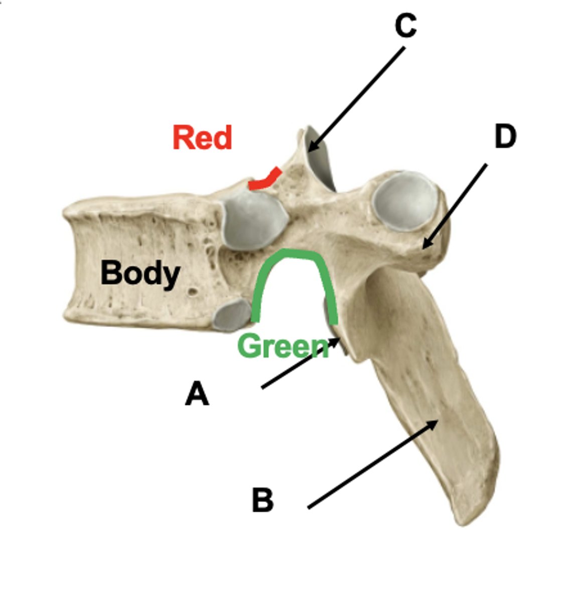 <p>What is red and green?</p>
