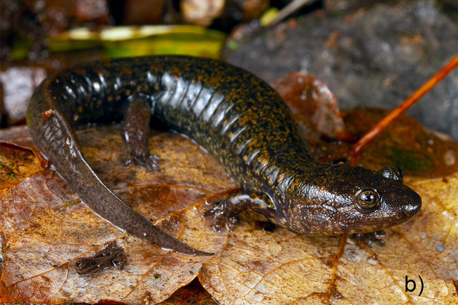<p>Black-bellied Salamander</p>