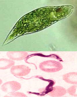 a kind of protist, unicellular; include a variety of common free-living species, as well as a few parasites