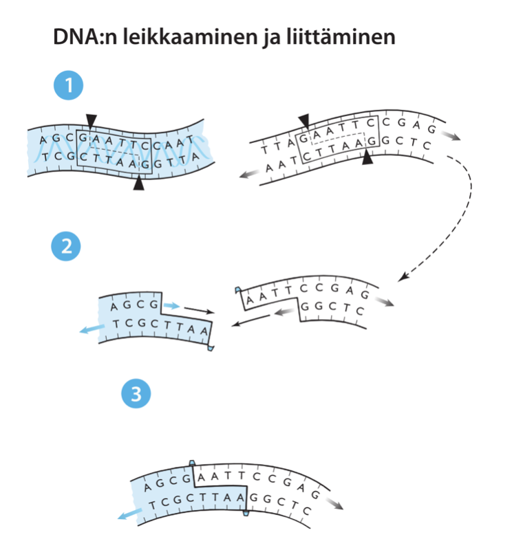 Katkaisu katkaisuentsyymillä, yksijuosteisten päiden pariutuminen, sokeri-ja fosfaattiosan yhteenliittäminen liittäjäentsyymillä