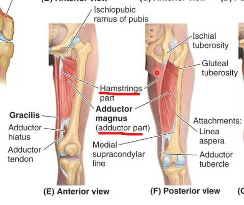 <p>Origin: Inferior ramus of pubis, ramus of ischium, &amp; ischial tuberosity</p><p class="has-focus">Insertion: gluteal tuberosity, medial lip of the linea aspera, adductor tubercle of the femur</p><p class="has-focus">Innervation: obturator nerve (L2,L3,L4) &amp; tibial nerve (hamstring portion)</p>