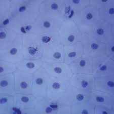 <p>Epithelial cell wider than tall; plate-like.</p>