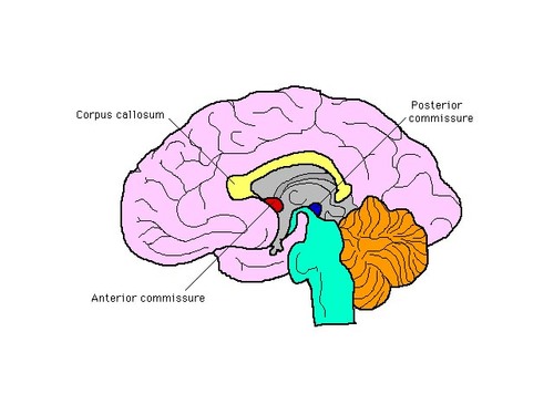 <p>-small band of white matter fibers located in the brain, crossing the midline on the dorsal aspect of the cerebral aqueduct</p><p>-primarily functions as a crucial part of the pathway for the pupillary light reflex, connecting the pretectal nuclei of the two hemispheres to enable coordinated pupil constriction in response to light stimulation in either eye</p><p>-considered part of the epithalamus and is situated near the pineal gland</p>