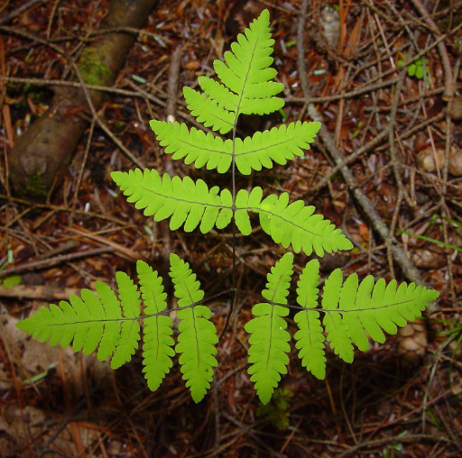 <p><em>Gymnocarpium dryopteris</em></p>