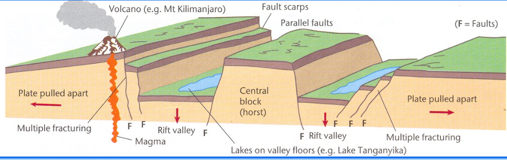 <p>RIFT VALLEY IS FORMED</p><p>e.g. East African Rift Valley - African and Somalian plates</p><ul><li><p><span style="background-color: transparent;"><span>1 plate splitting into 2 plates – to form an ocean&nbsp;</span></span></p></li><li><p><span style="background-color: transparent;"><span>Plate cracks / drops / forms a valley / valleys</span></span></p></li><li><p><span style="background-color: transparent;"><span>Block between valleys is called horst</span></span></p></li></ul><p></p><p>Rising magma caused the whole region to be uplifted. This created weaknesses in the crust, through which low viscosity basalts emerged and flooded the area. As with the oceanic ridge, there was a partial collapse of the crust and the development of a deep, steep-sided rift valley. The two sides of the rift valley are slowly moving apart, and it is believed that it will eventually flood with sea water and become a new ocean separating Africa into two parts.</p>