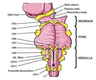 <p>Elevates shoulders; turns head — Motor</p>