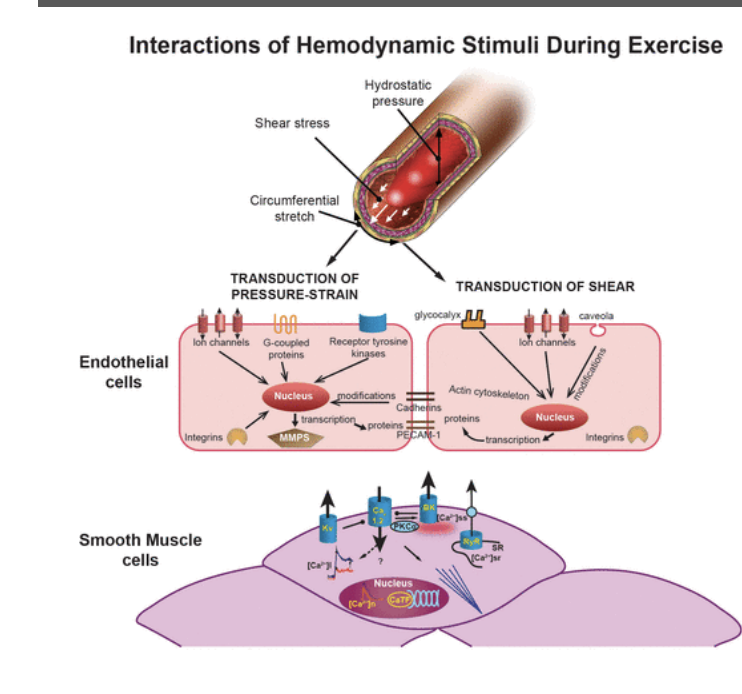 <ol><li><p><span style="background-color: transparent;"><span>Increased flow induce EC proliferation</span></span></p></li><li><p><span style="background-color: transparent;"><span>Increased pp and distensitibilty arteries result in cynical cercumfrential strain</span></span></p></li><li><p><span style="background-color: transparent;"><span>Decreased intracellular ca2+ despite increased influx</span></span></p></li><li><p><span style="background-color: transparent;"><span>Increased slow release from the sr</span></span></p></li><li><p><span style="background-color: transparent;"><span>Exercise activates kv channels</span></span></p></li><li><p><span style="background-color: transparent;"><span>Ec reorganize perpendicular to force vectors = matrix and gf modulation</span></span></p></li></ol><p></p>