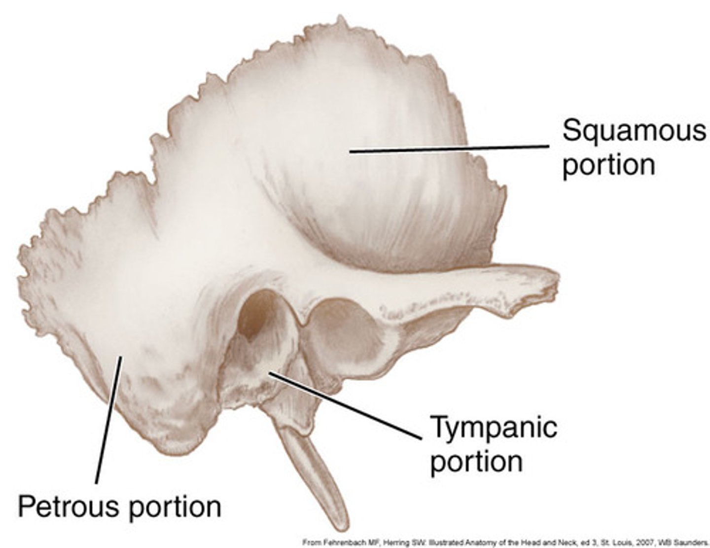 <p>-2</p><p>-form the majority of External Auditory Meatus (EAM)</p>