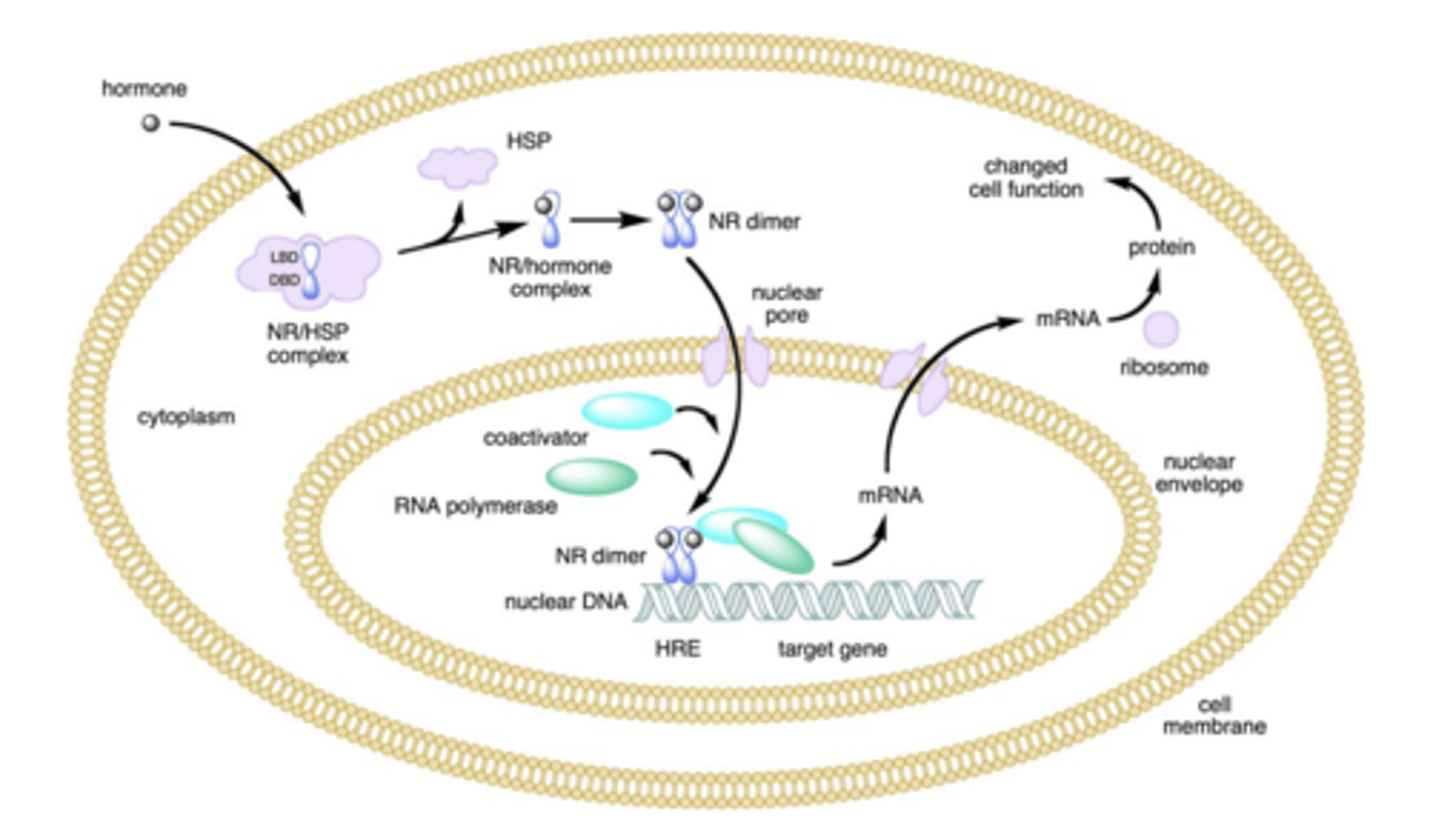 <p>- hormone binding to the NR triggers dissociation of heat shock proteins (HSP)</p><p>- leads to dimerization and translocation to the nucleus </p><p>- in the nucleus, the NR binds to a specific sequence of DNA known as a hormone response element (HRE) </p><p>- the NR DNA complex recruits other proteins responsible for transcription of downstream DNA and mRNA</p><p>- eventually translated into a protein and results in a change in cell function </p>