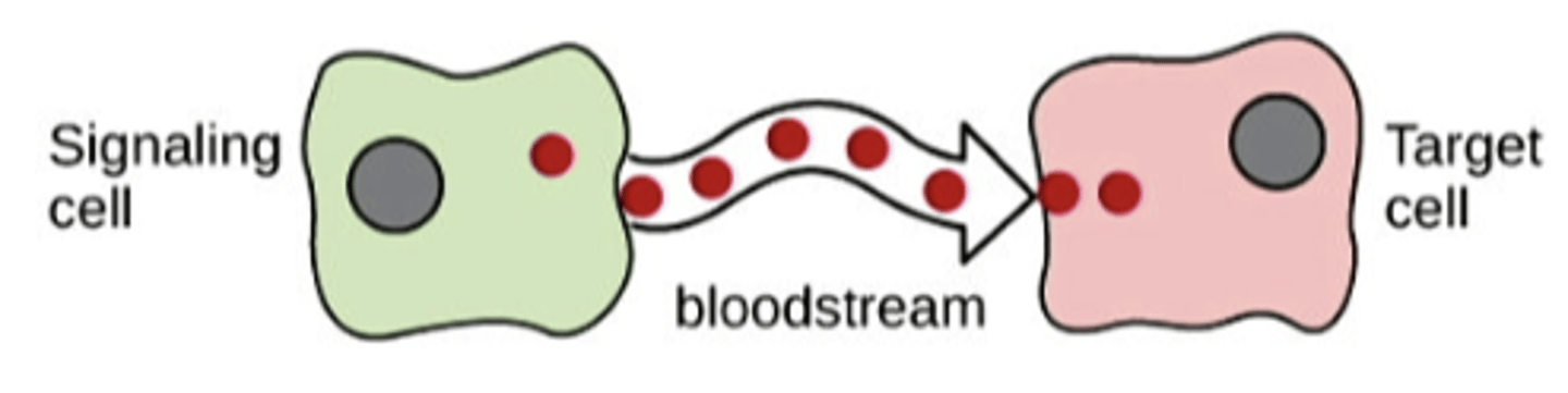 <p>cell targets a distant cell through the blodstream</p>