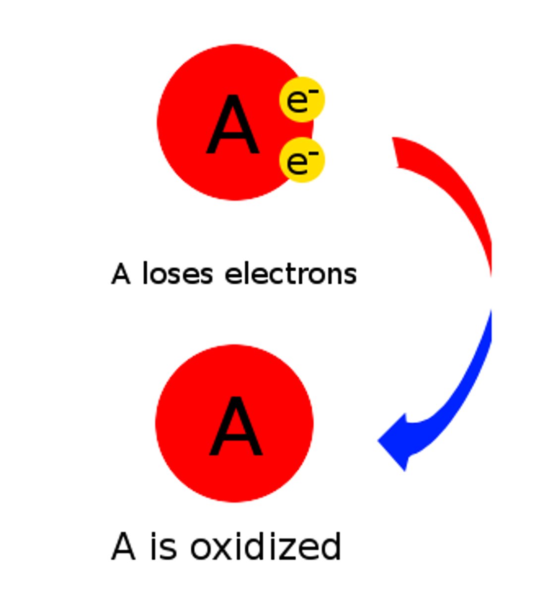 <p>The electron donor, it reduces the electron acceptor.</p>