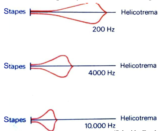 <ul><li><p><span style="background-color: transparent; font-family: &quot;Times New Roman&quot;, serif;">At lower frequencies, basilar membrane envelope is too broad for good frequency discrimination</span></p></li><li><p><span style="background-color: transparent; font-family: &quot;Times New Roman&quot;, serif;">But, frequency discrimination is good below 500Hz</span></p></li><li><p><span style="background-color: transparent; font-family: &quot;Times New Roman&quot;, serif;">Frequency of firing provides a temporal code for frequencies below 1000 Hz (e.g. 100 spikes/s fired to 100 Hz tone)</span></p></li></ul><p></p>
